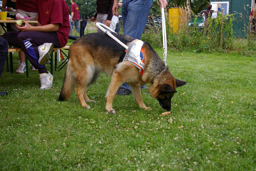 Hilfsmittel der besonderen Art: Ein Schäferhund im Führgeschirr