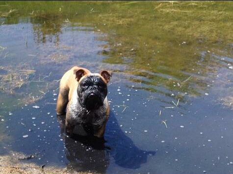 Eine englische Bulldogge, die in einem See steht und in die Kamera blickt