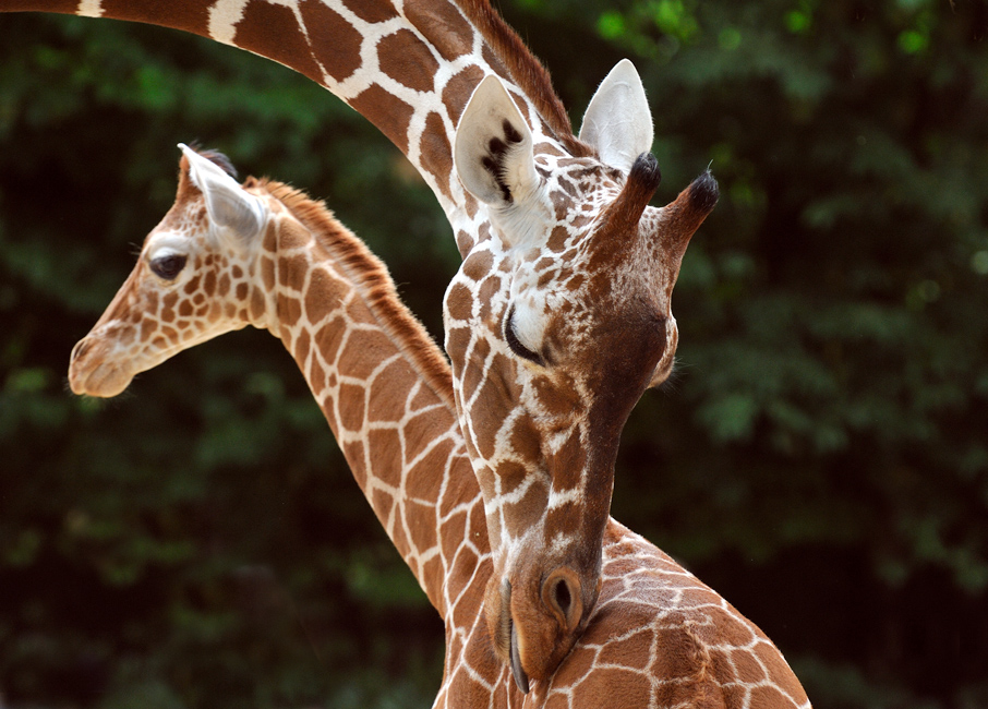 Giraffen im Kölner Zoo