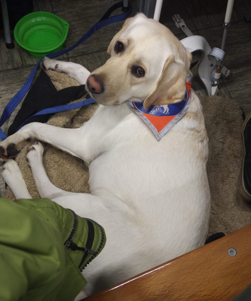 Ein Assistenzhund liegt auf seiner Decke in der Uni. Außerdem ist ein Wassernapf zu sehen.