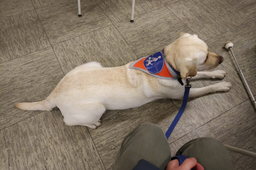 Blindenführhund Pitou liegt entspannt in einem Vorlesungsraum